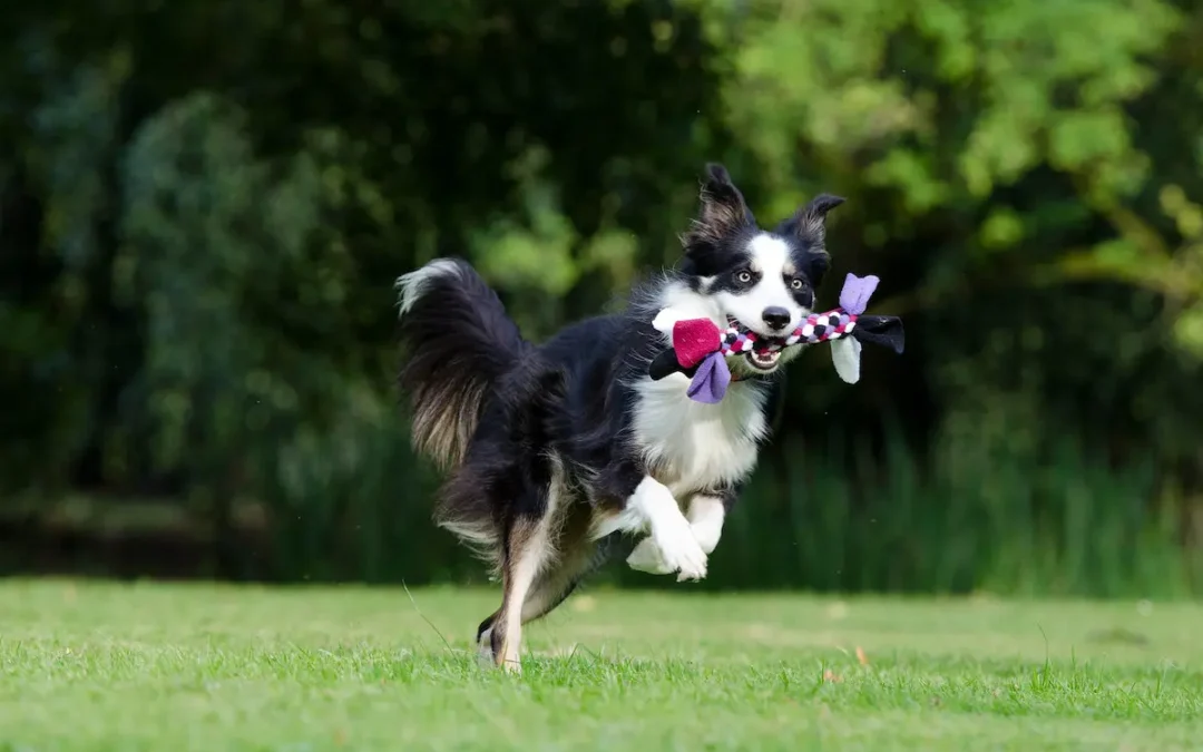 Gallant’s $18M Bet: Fast-Track Stem Cells for Pets