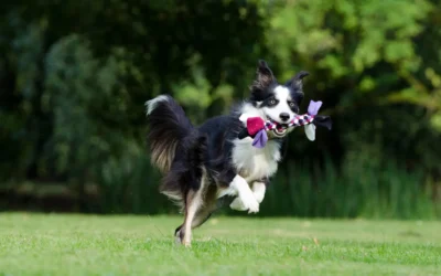 Gallant’s $18M Bet: Fast-Track Stem Cells for Pets