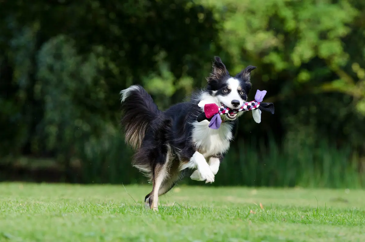 Gallant’s $18M Bet: Fast-Track Stem Cells for Pets