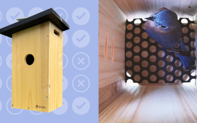 First We Fell in Love With a Smart Bird Feeder. Then This Smart Bird House Stole Our Hearts.